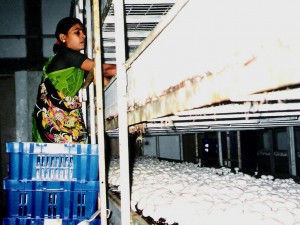 Sugam Mushroom Farm - India