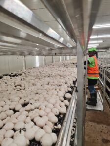 ZIKISSO MUSHROOM FARM IVORY COAST AFRICA